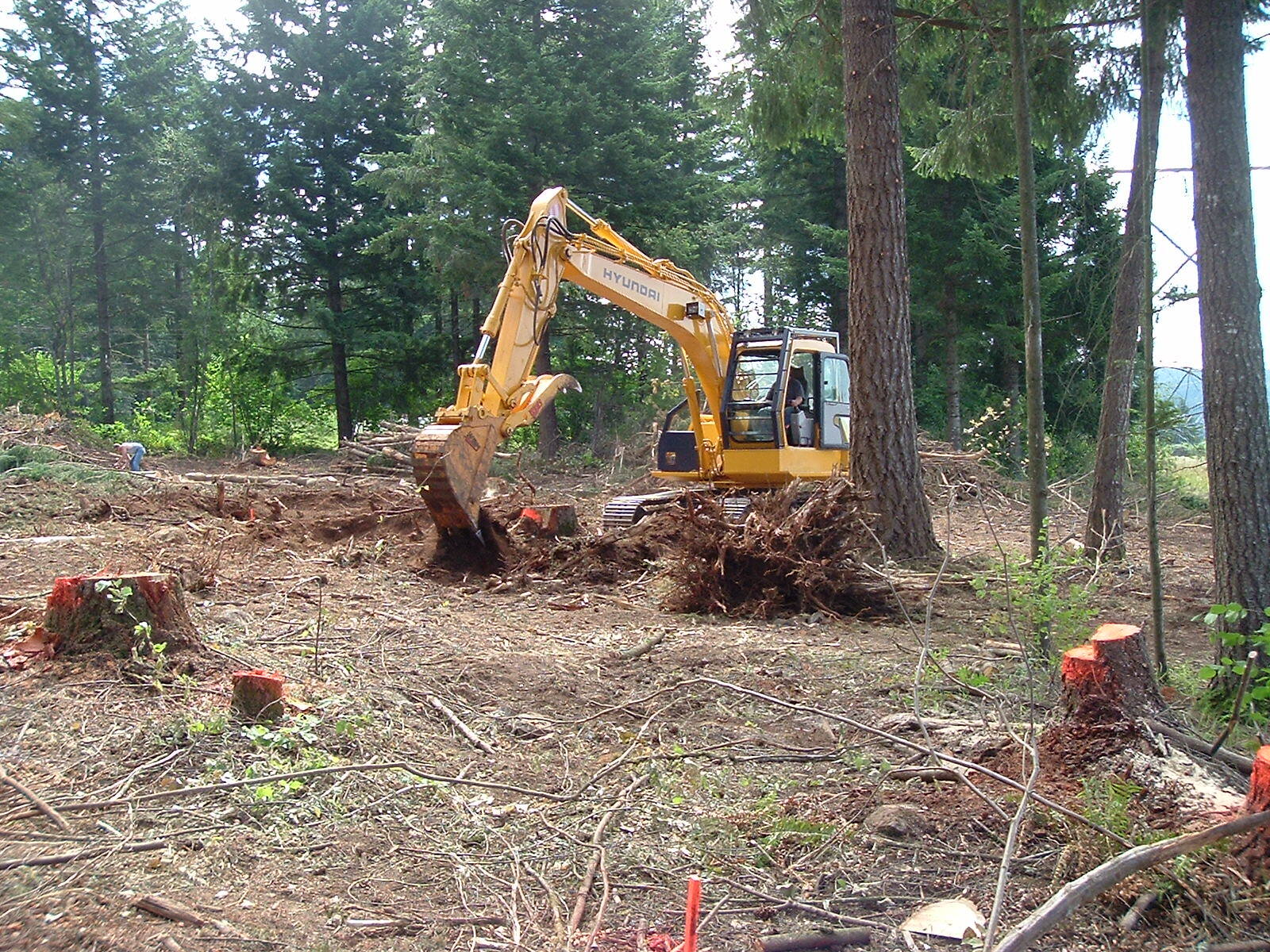 Excavator clearing a wooded lot